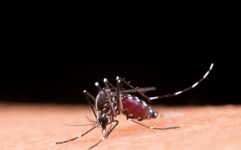 Minas Gerais declara fim de situação de emergência pública por causa da dengue